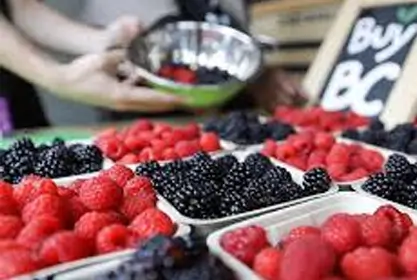 黑莓和覆盆子 - BC 水果